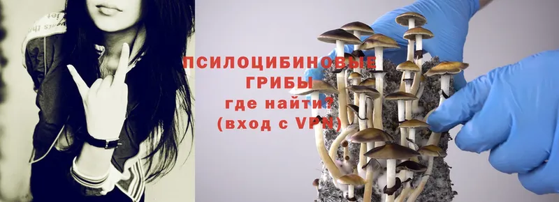 Псилоцибиновые грибы Psilocybe  Николаевск 